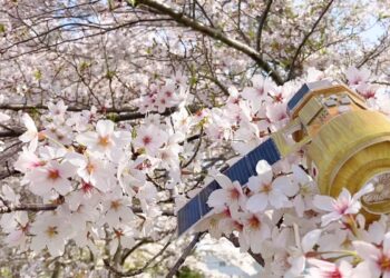 Un modellino della capsula HTV-X durante l'Hanami, la festa in cui si assiste alla fioritura del ciliegio. Credits: JAXA.