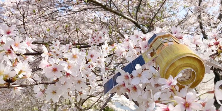 Un modellino della capsula HTV-X durante l'Hanami, la festa in cui si assiste alla fioritura del ciliegio. Credits: JAXA.